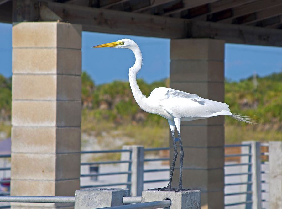 Pelican on the pier